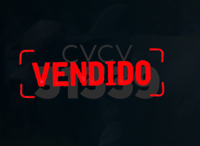 CVCV 31339