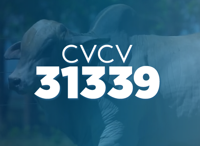 CVCV 31339