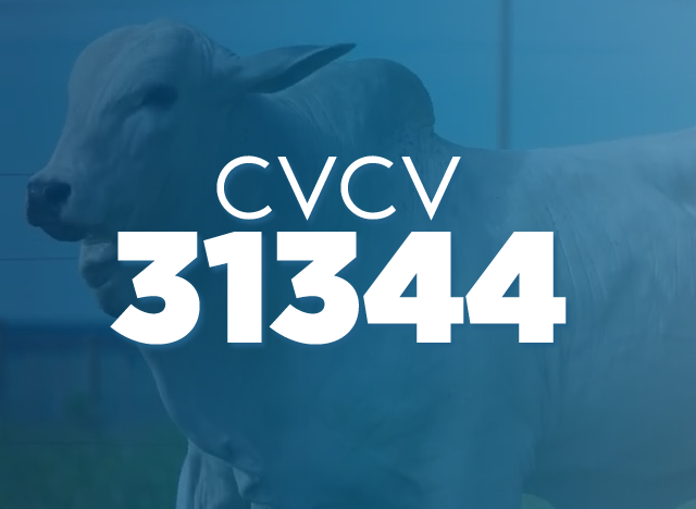 CVCV 31344