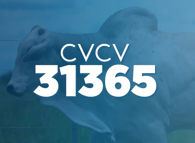 CVCV 31365