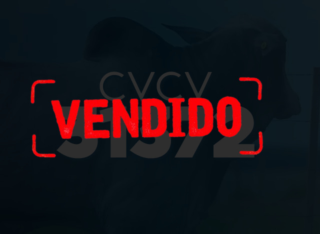 CVCV 31372