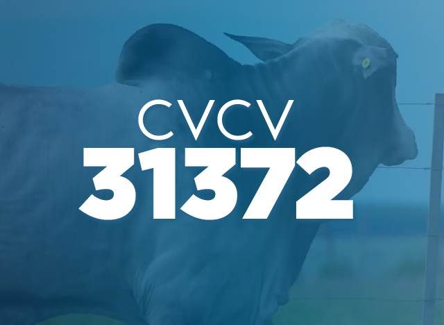 CVCV 31372