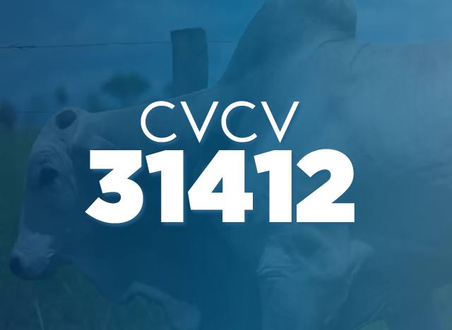 CVCV 31412