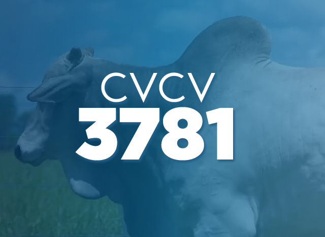 CVCV 3781