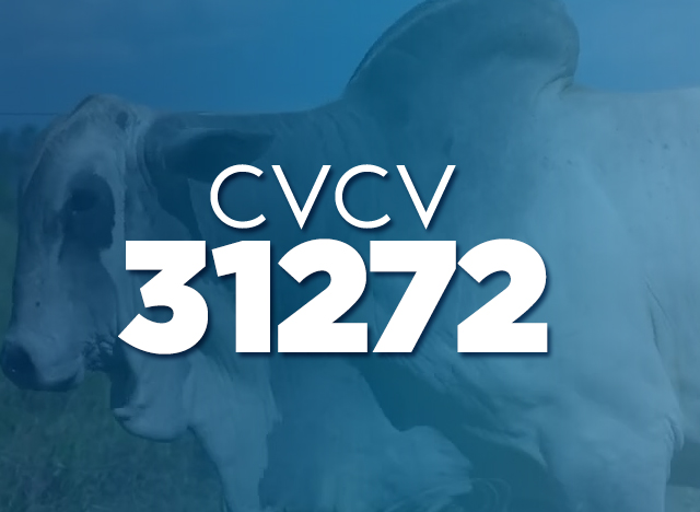 CVCV 31272