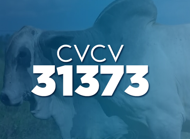 CVCV 31373
